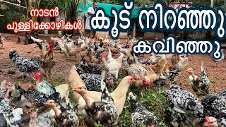11 വർഷംകൊണ്ട് ഇവിടെവിരിഞ്ഞത് ലക്ഷകണക്കിന് നാടൻ കോഴികൾ new hen farming kerala malayalam