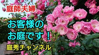 【庭師・夫婦で独立】＃48 お客様が育てているバラを、少し紹介します！