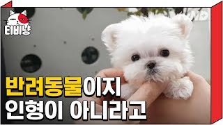 [티비냥] 우리 집 강아지가 아픈 이유! 순종견의 출생 뒤에 숨겨진 끔찍한 사연 | 프리한19 181120 #02