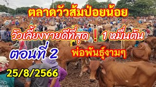 EP2 ตลาดวัวส้มป่อยน้อย 25/8/2566 วัวเลี้ยง 1หมื่นต้นๆๆ ขายดีที่สุด❗ วัวพ่อพันธุ์งามๆ ❗