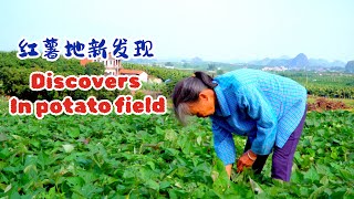 WOW! Granny's new discovery in potato field, planted less than 2 months, WOW!!!