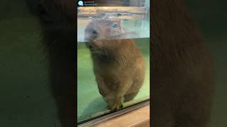 水中のカピバラ　Capybara  In the water