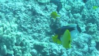 lined butterfly fish