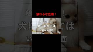 犬に触れてはいけない場面【犬の飼い方】