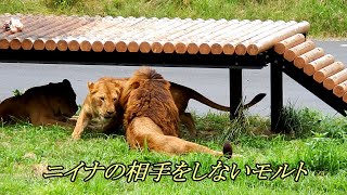 ニイナの相手をしないモルト　Malt ignores Niina　〜 Lion (ライオン)〜　～ 多摩動物公園 ～