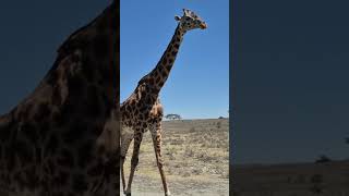 Safari à pied🤩🤩 #africa #giraffe #fyp #foryou #pt