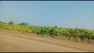 Banana plantation near Bhusawal