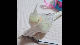 おもちゃで遊ぶ【オカメインコ】