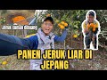 PANEN BUAH JERUK LIAR DI JEPANG ⁉️ BERKEBUN DI KEBUN BOS JEPANG🇯🇵❗️#pedesaan #panenbuahbuahan