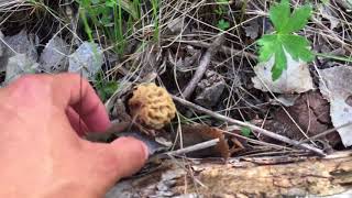 Northeast Nebraska Morels 2018