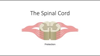 Spinal Cord Meninges