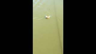 how to catch prussian carp using hand rod 6.3m