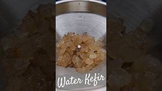 克菲爾｜立方水克收酵｜Water Kefir Cube Grains #kefir #fermentation #drink#nature