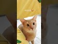 영화에서 나올법한 미모 shorts 고양이 아비시니안 힐링