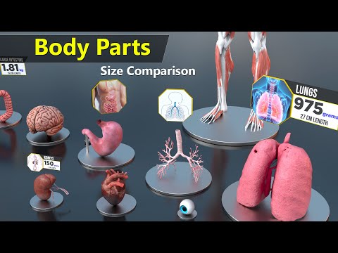 Are organs the same size for everyone?