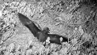 Bermuda Cahow Chick Fledges Overnight! | Nonsuch Expeditions | Cornell Lab – May 25, 2020