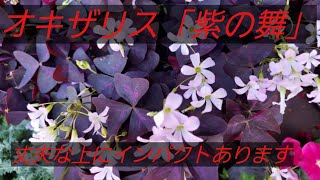 オキザリス「紫の舞」「トリアングラリス」の解説　　紫のカラーリーフに清楚なピンクの小花　　その上、丈夫って最強です