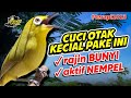 Terapi Kecial Kuning CUCI OTAK Ampuh Bikin Kecial RAJIN BUNYI dan AKTIF NEMPEL‼️| PEPADU KECIAL