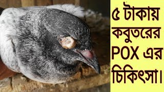 মাত্র ৫ টাকায় কবুতরের POX  এর চিকিৎসা।