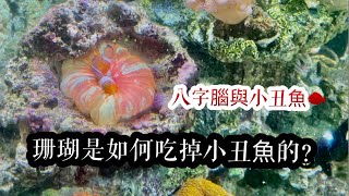 紀錄珊瑚是如何進食吃魚的？ 八字腦與小丑魚｜How Corals Eat Fish 紅茶的海水魚世界