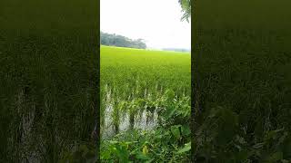 সোনার বাংলা গ্রাম,, কাঠালিয়া আমুয়া