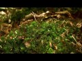 fire salamander nature documentary hd