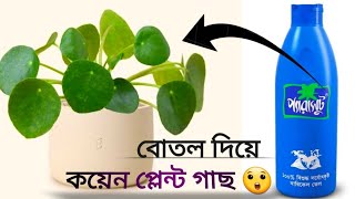 বোতল দিয়ে কয়েন প্লান্ট গাছ তৈরি /how to make কয়েন প্লান্ট গাছ