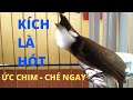 Luyện chào mào hót căng lửa, QUÁ HAY - CHÉ KÍCH BỔI CĂNG ĐÉT, Cách luyện chào mào hót sáng, chao mao