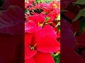 19*🌡️ poinsettia ❣️ good morning 🌞 respect shorts