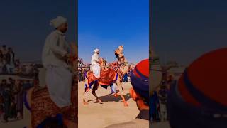 جمل جميل يجري تحت شمس الصحراء الحارقة#camel #dance#desertanimal #desertlife #viralvideo #wildlife