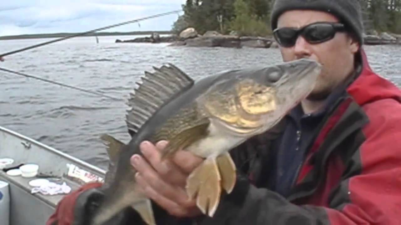 Walleye Fishing Youtube