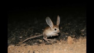 Long-eared jerboa| CCTV English