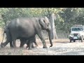 വയനാട്ടിൽ കാട്ടു മൃഗങ്ങളുടെ ശല്യം കൂടുകയാണ് elephant in wayanad wildelephant