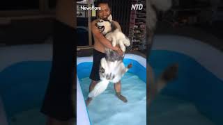 Husky learns that the pool is not that terrifying after all!