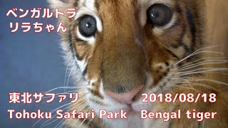 20180818 東北サファリ ベンガルトラ リラちゃん ~Japan Tohoku Safari Park Bengal tiger~