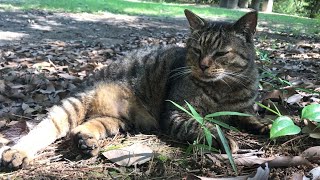 公園の丸々太ったキジトラ猫は甘えん坊の人気者