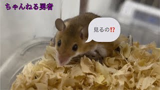 アフリカチビネズミの子供達お披露目