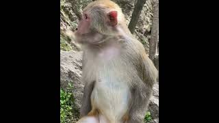 #Monkey 24h / #かわいい赤ちゃん猿の家族v / #Cute Baby Monkey Family  64  /  #shorts