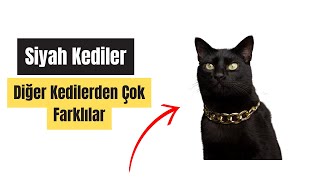 Siyah Kediler Hakkında ŞAŞIRTICI 9 Gerçek