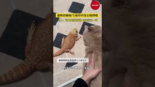 猫咪把蜥蜴当成痒痒挠走哪蹭哪，蜥蜴：我拿你当兄弟，你拿我当梳子#萌宠 #猫 #搞笑