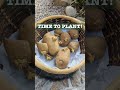 What I Did When My Potatoes Got Eyes #potatoes #plantingpotatoes #containergardening #chits #shorts