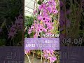 weekly 이원 덴드로비움 아노스멈 dendrobium anosmum shorts