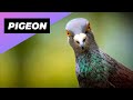 Pigeon 🕊 The Smartest Bird On The Planet?