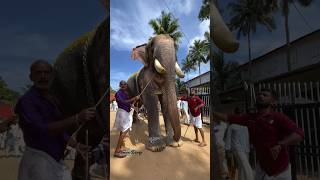 നീ ഇത് കണ്ടിട്ട് ഉണ്ടാവില്ല...🔥| Puthuppally Sadhu | #keralaelephant #aanapremi #viralshorts