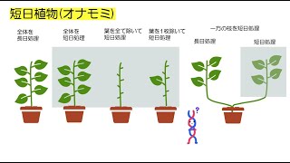 63高校生物「植物の環境応答④〜花芽形成〜」2023