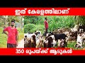 ആയിരക്കണക്കിന് ആടുകള്‍ ഉള്ള ഫാം | Keralas Biggest Goat Farm |വമ്പിച്ച വിലക്കുറവില്‍ വെറൈറ്റി ആടുകള്‍