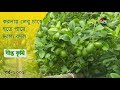 Deepto Krishi/দীপ্ত কৃষি - করনায় লেবু চাষে হতে পারে আপনার ভাগ্য বদল | deepto tv | পর্ব-১০০১