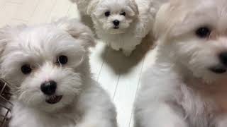 癒しマルチーズ仔犬74日目Maltese Pappy’sSoCute!