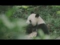 The Giant Panda: A Rare Species in Danger 4k HDD