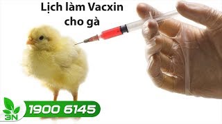 Quy trình tiêm vacxin cho gà từ A đến Z | VTC16